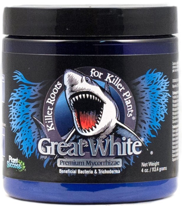 GREAT WHITE SHARK